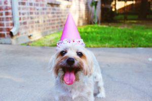 cute dog in a party hat web hosting