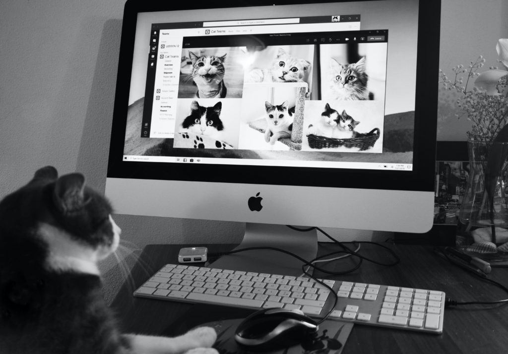 cat seated at a laptop participating in an online cat call