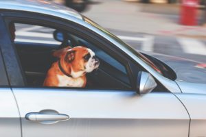 bulldog sits in a silver car, perhaps driving traffic to a website