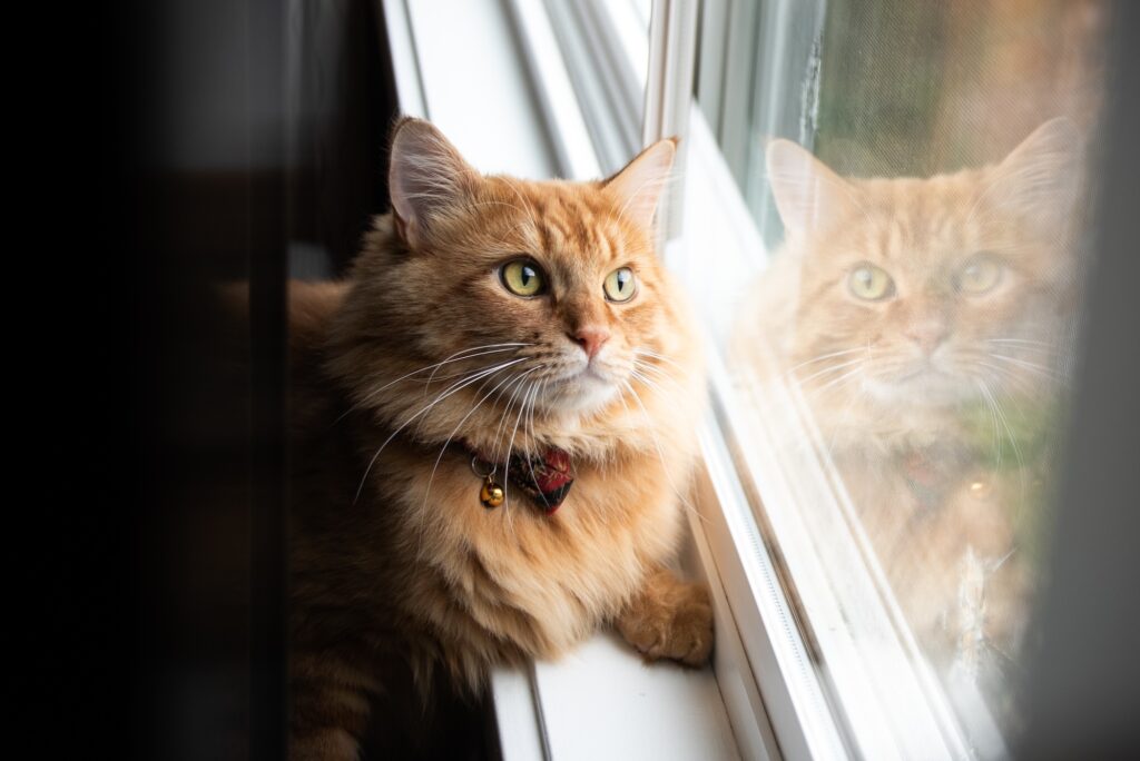 a web designer's fluffy orange cat, looking out the window